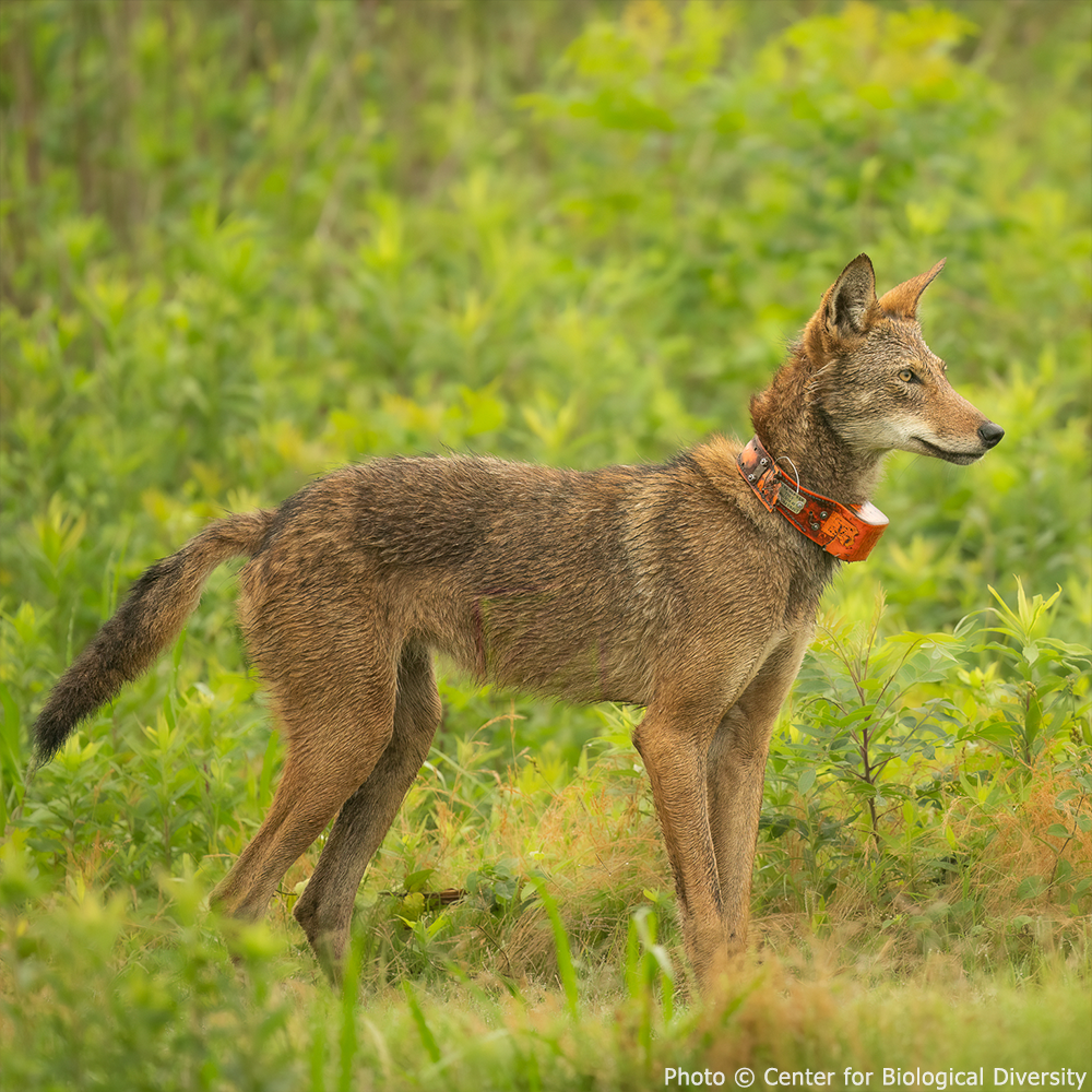 Help Save Endangered Red Wolves、mySite、camillekostekn