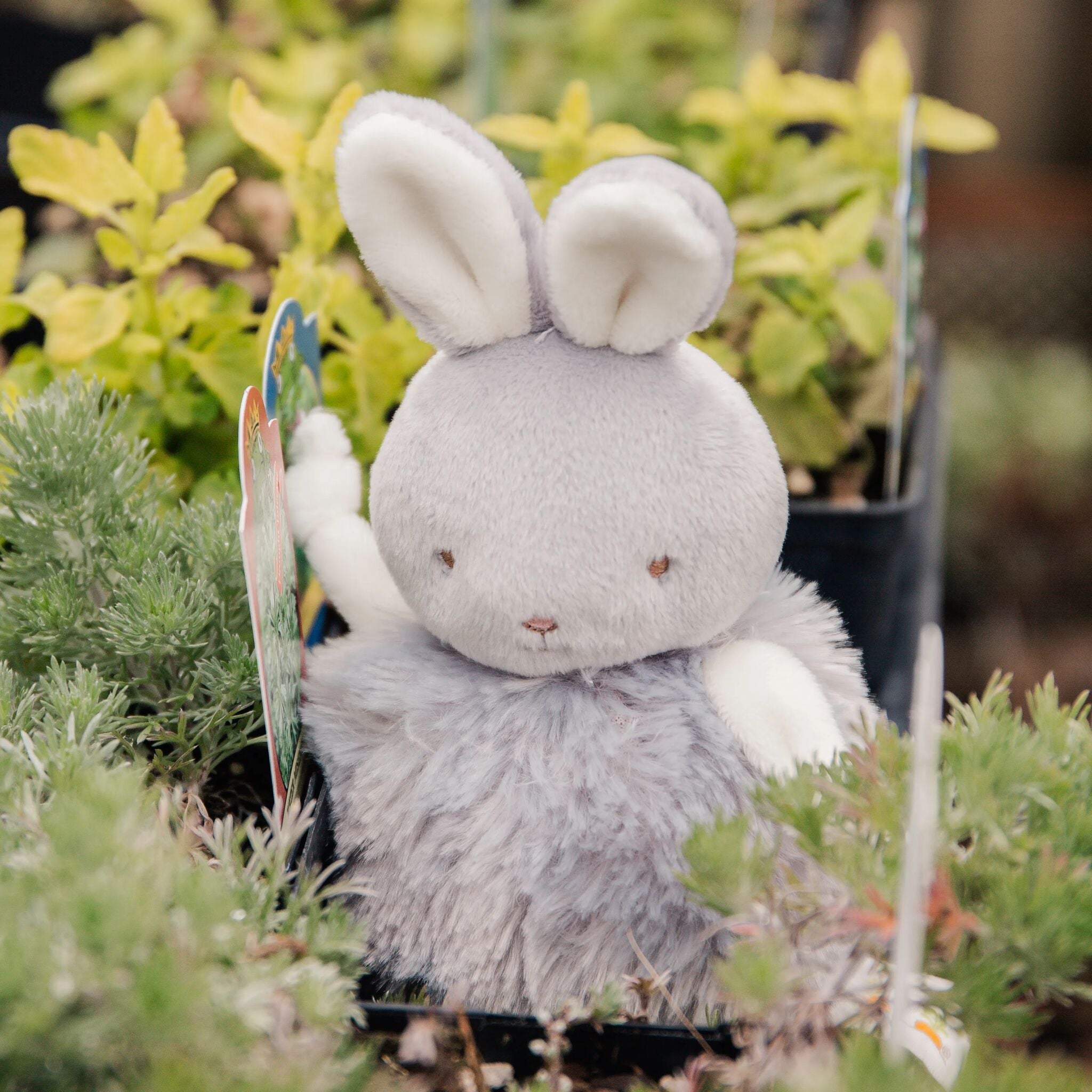 Roly Poly Bloom - Gray Bunny、mySite、g9winljtr