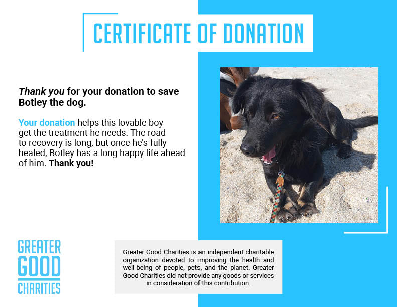 Funded: Help Botley Recover After Being Hit by a Car、mySite、camillekostekn