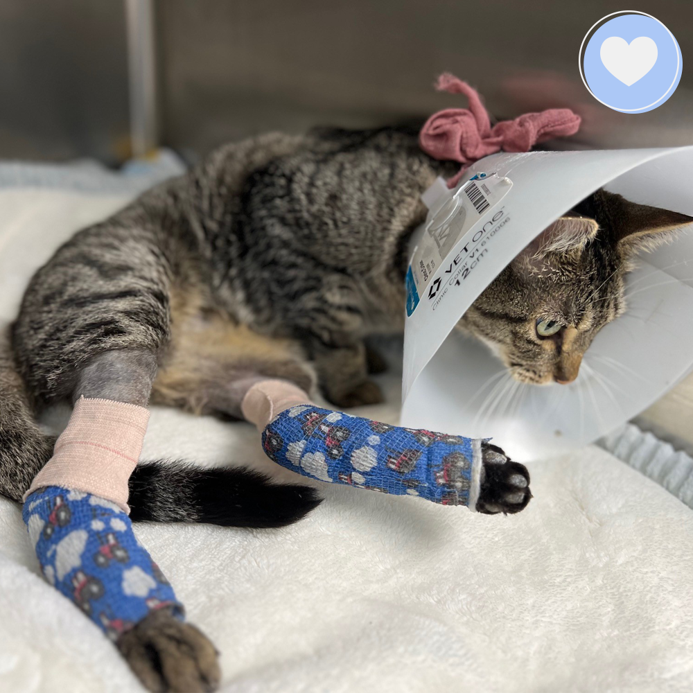 Funded - Give Mercury the Chance to Walk Again、mySite、camillekostekn