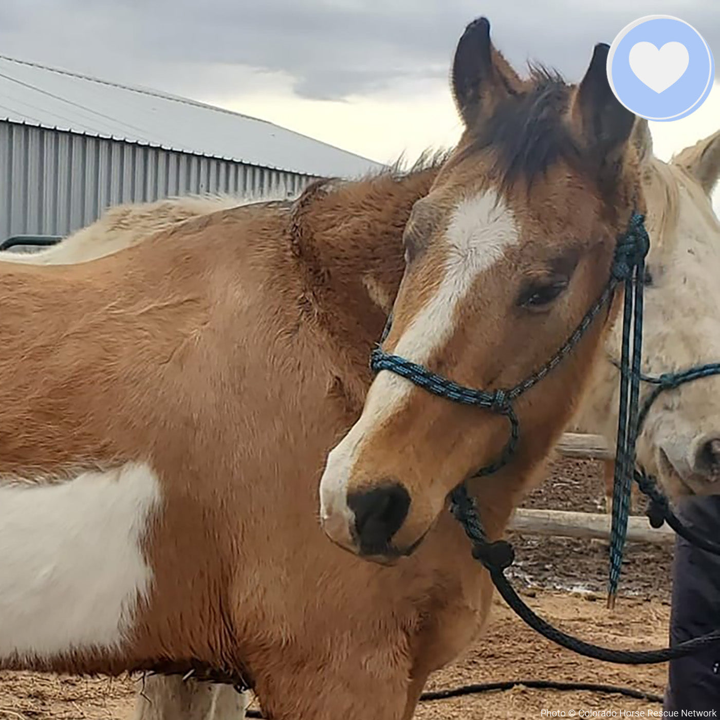 Funded - Save Emaciated Horse Named Cash、mySite、camillekostekn