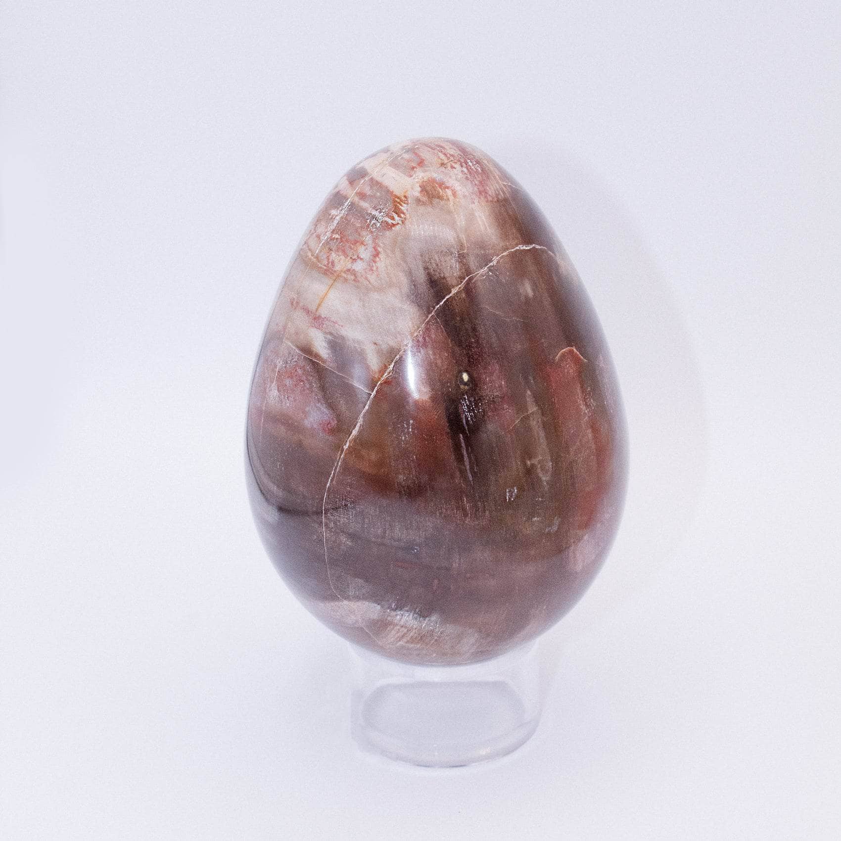 Petrified Wood Egg - AAA Premium Quality、mySite、hinf8tx79