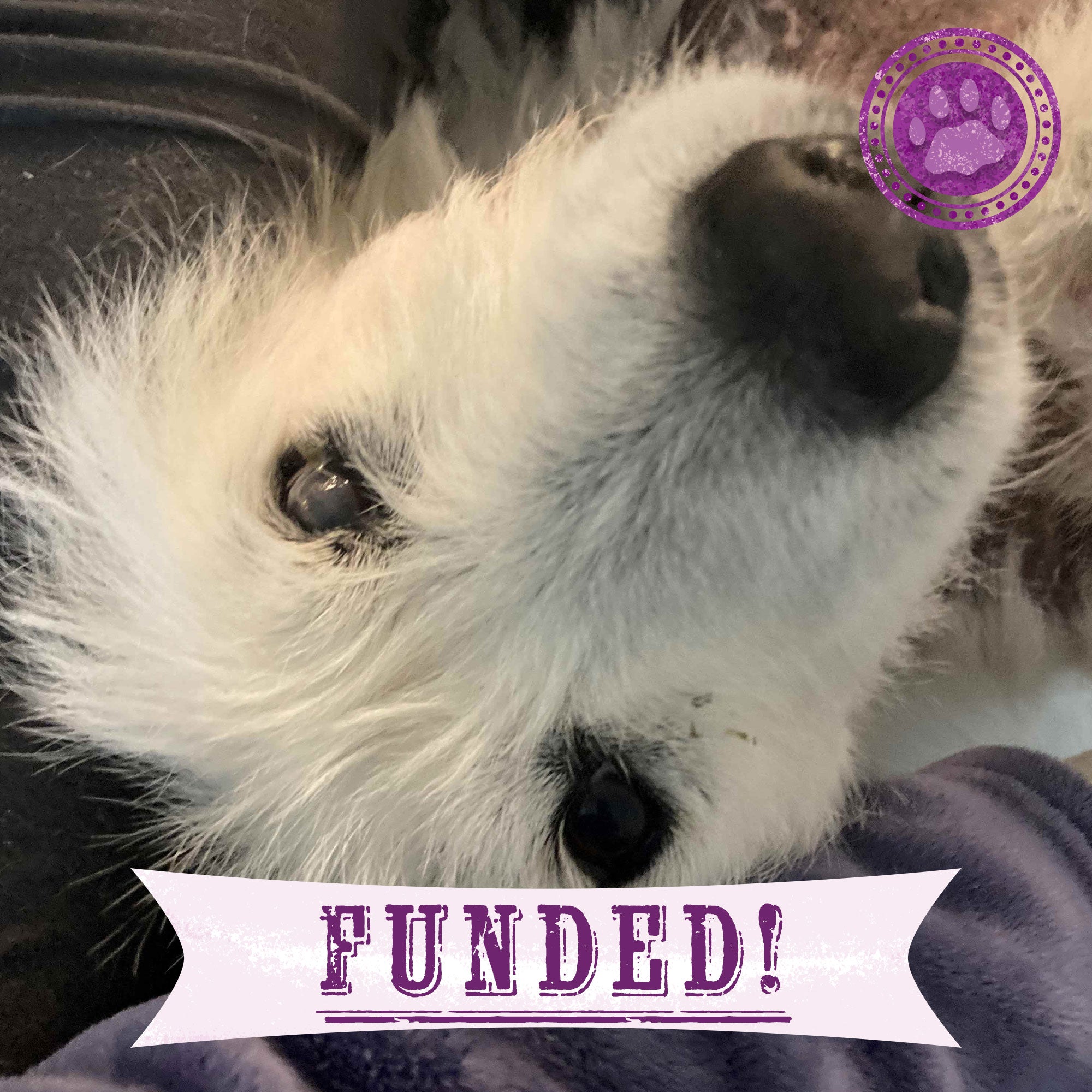 Funded - Help Roo Live Pain Free、mySite、camillekostekn