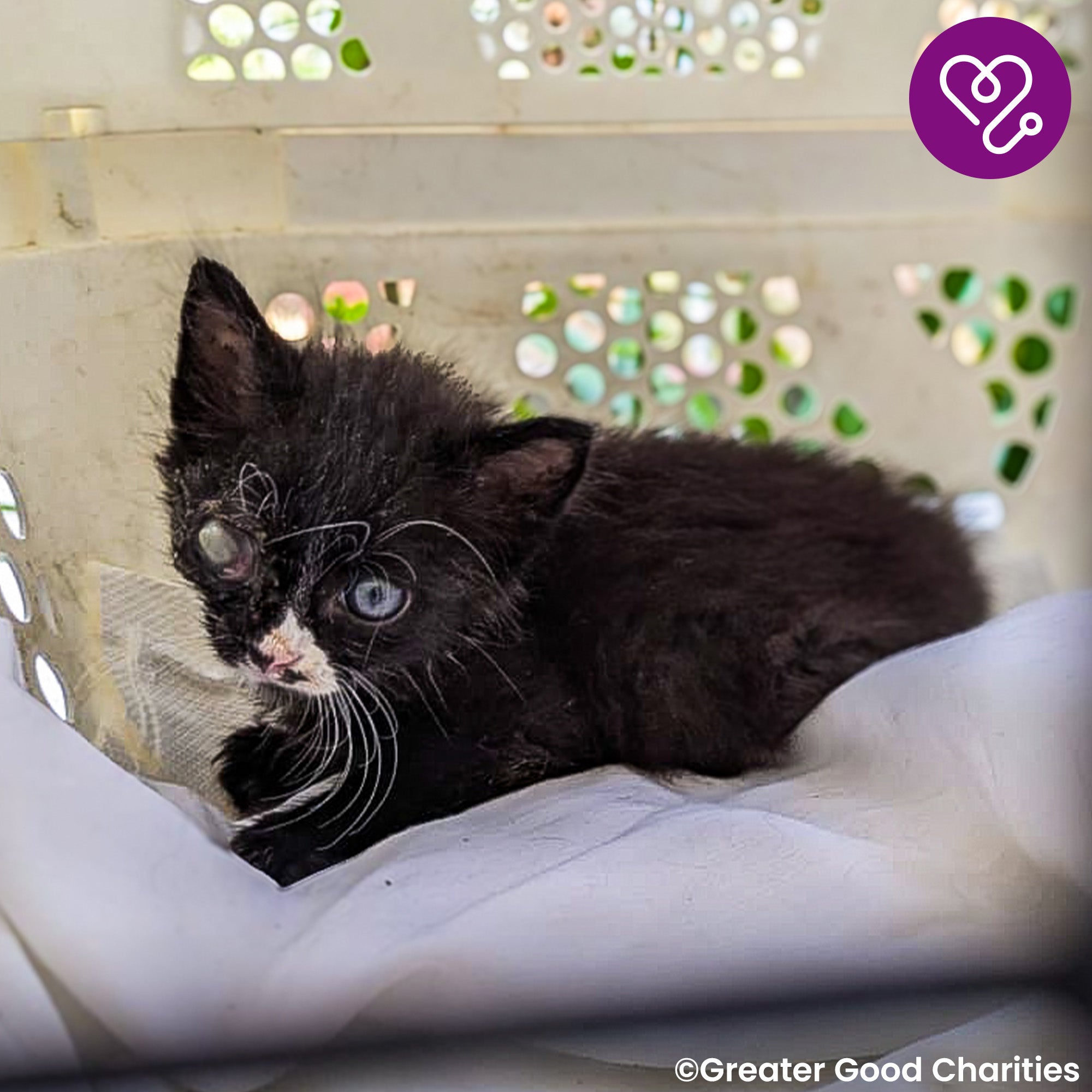 Funded: Save Socks' Sight After Severe Infection、mySite、camillekostekn