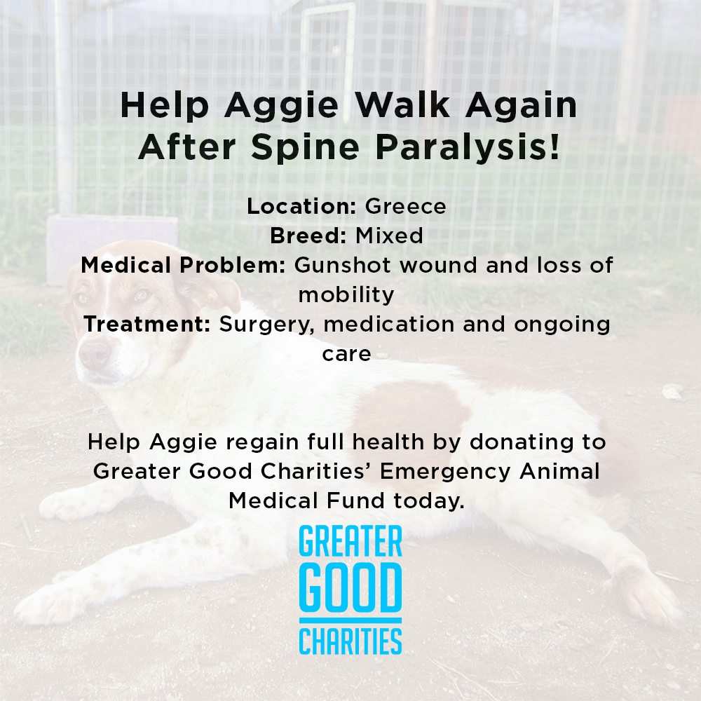 Funded: Help Aggie Walk Again After Spine Paralysis、mySite、camillekostekn