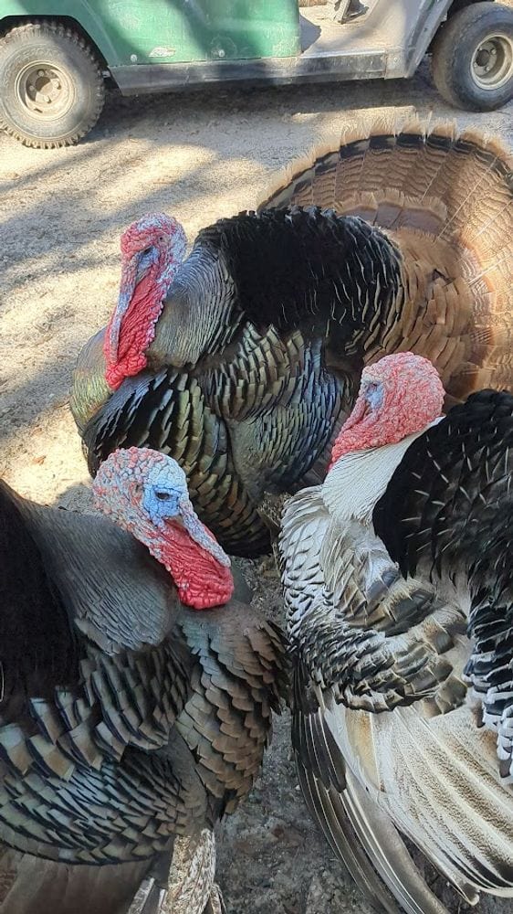 Cow Cuddle EXPERIENCES Gift Certificate-Great Gift Idea!、mySite、g9winljtr