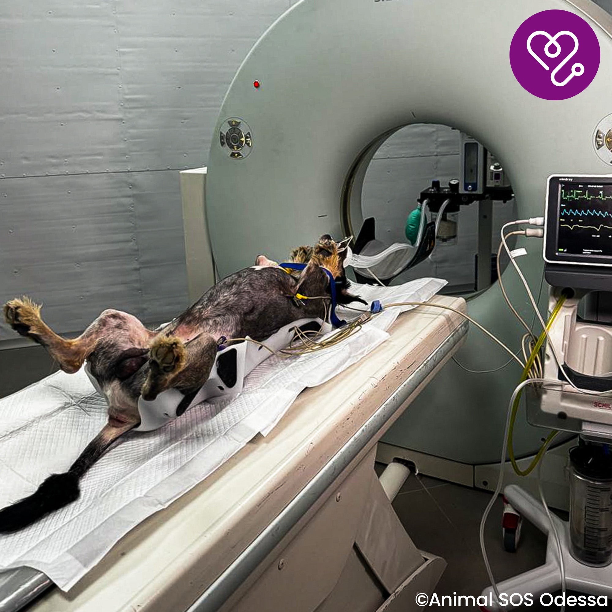 Funded: Help Mark Beat Disease、mySite、camillekostekn