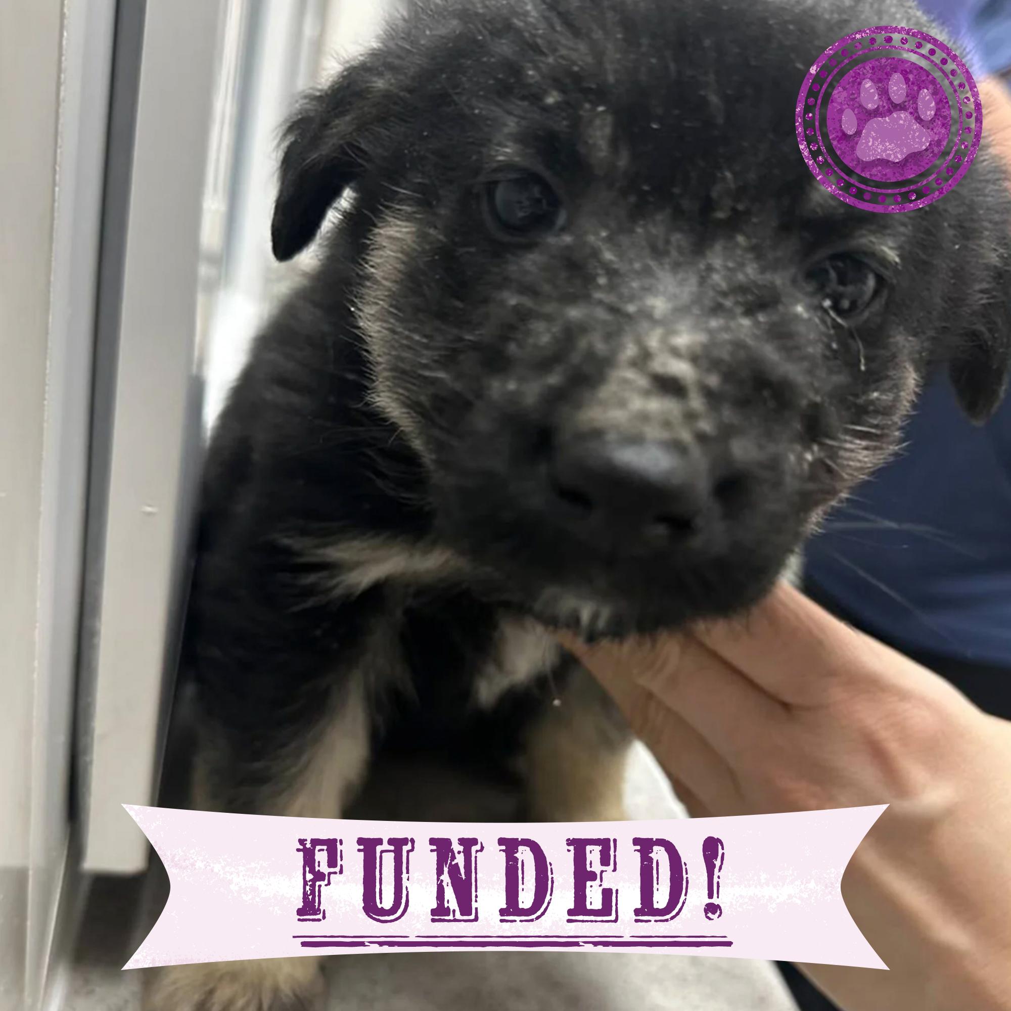 Funded: Help Malnourished Puppy Rescued From War Zone、mySite、camillekostekn