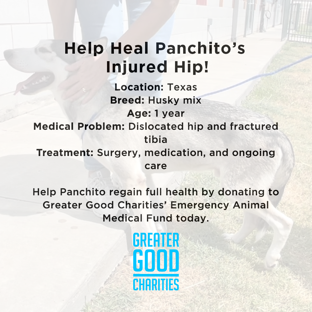 Funded-Help Heal Panchito’s Injured Hip、mySite、camillekostekn