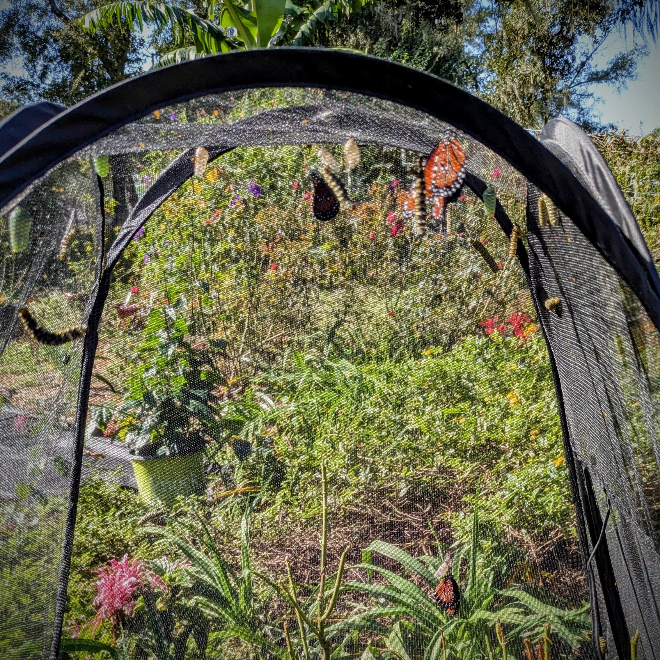 Cow Cuddle EXPERIENCES Gift Certificate-Great Gift Idea!、mySite、g9winljtr