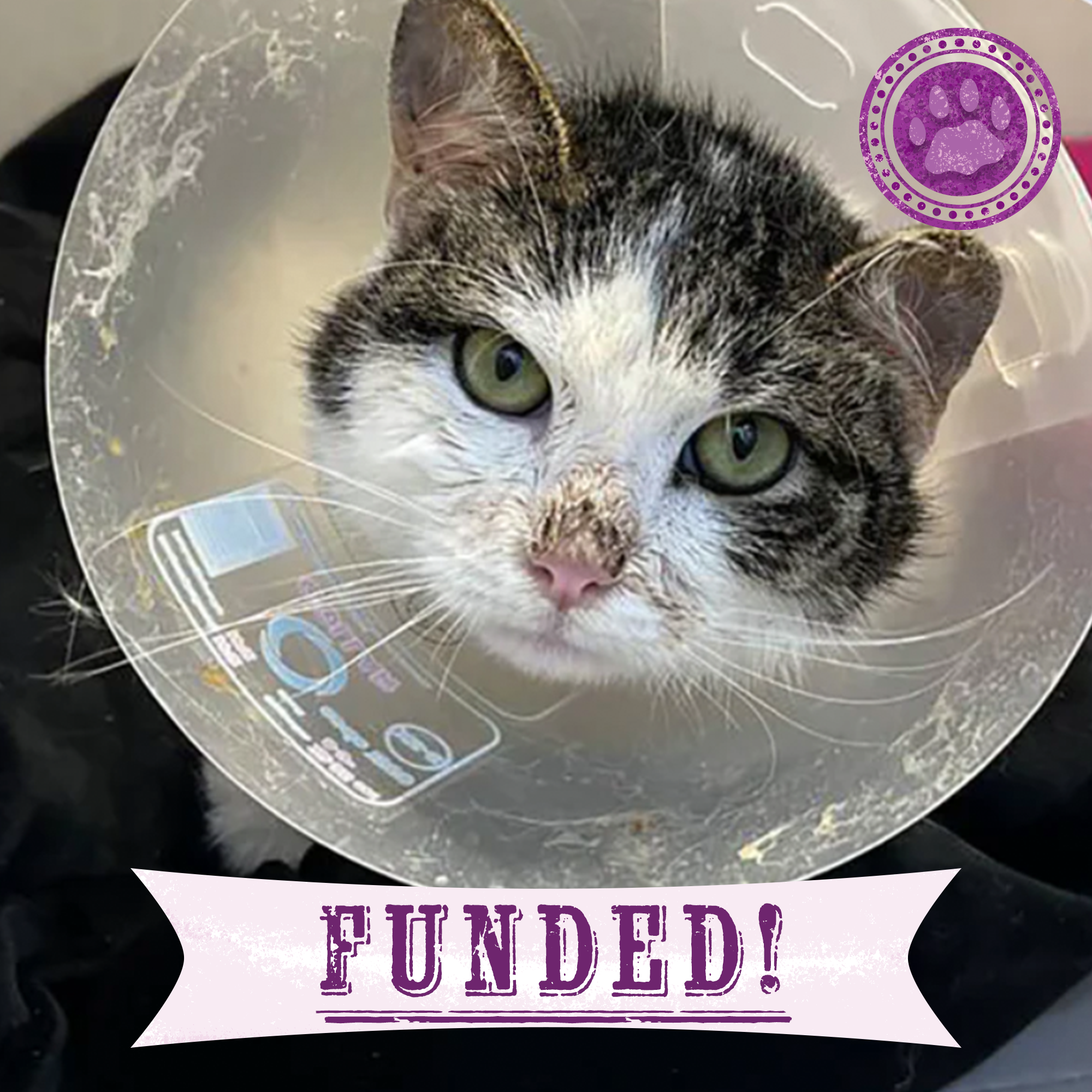 Funded: Help Lucky Get Back on His Feet、mySite、camillekostekn