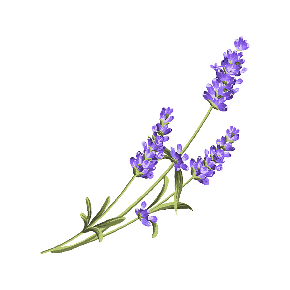 Lavender Flower Vinyl Sticker Decal、mySite、ghnorth