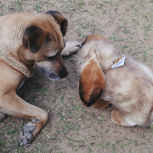 Lop-eared Rabbit Life Size Realistic、mySite、g9winljtr