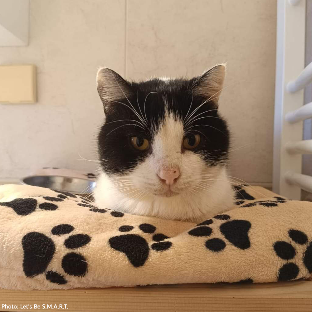 Funded: Devastating Illness May Take Panda's Life - Help Him Recover!、mySite、camillekostekn