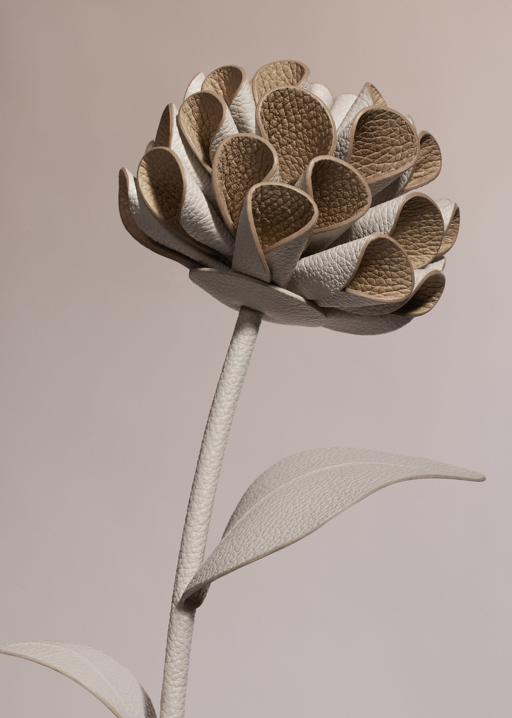 Fleur Dalium - Duo Craie Grain茅、mySite、camillekostekn