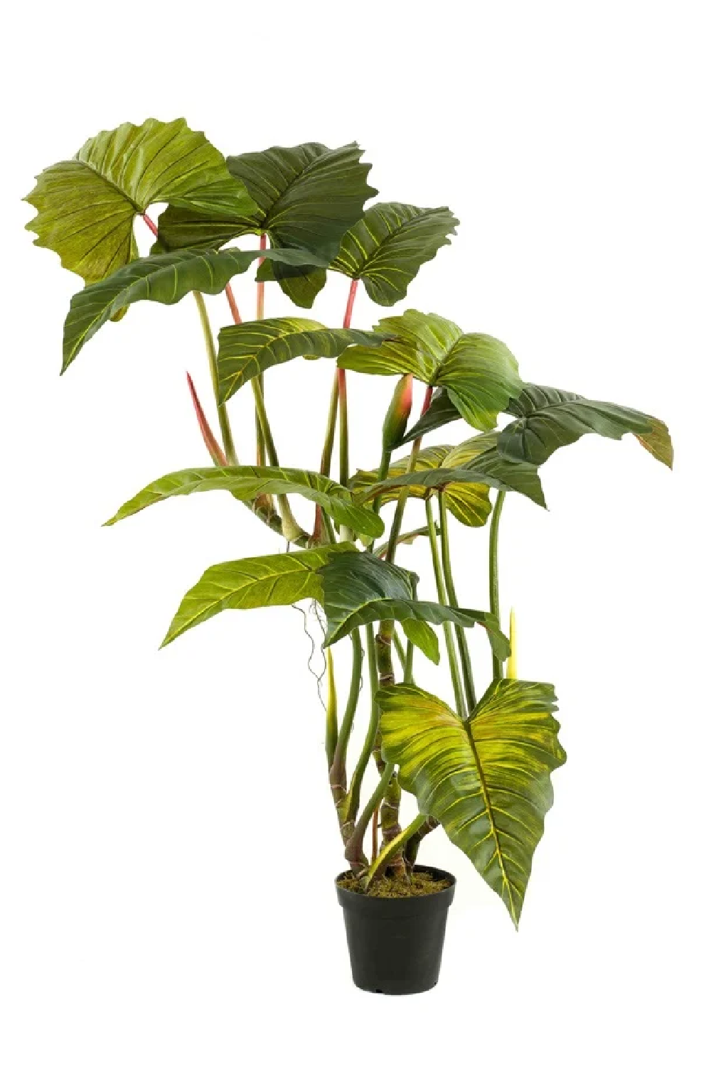 Artificial Elephant Ears Plant Set (2) | Emerald Colocasia On Trunk、mySite、neckold