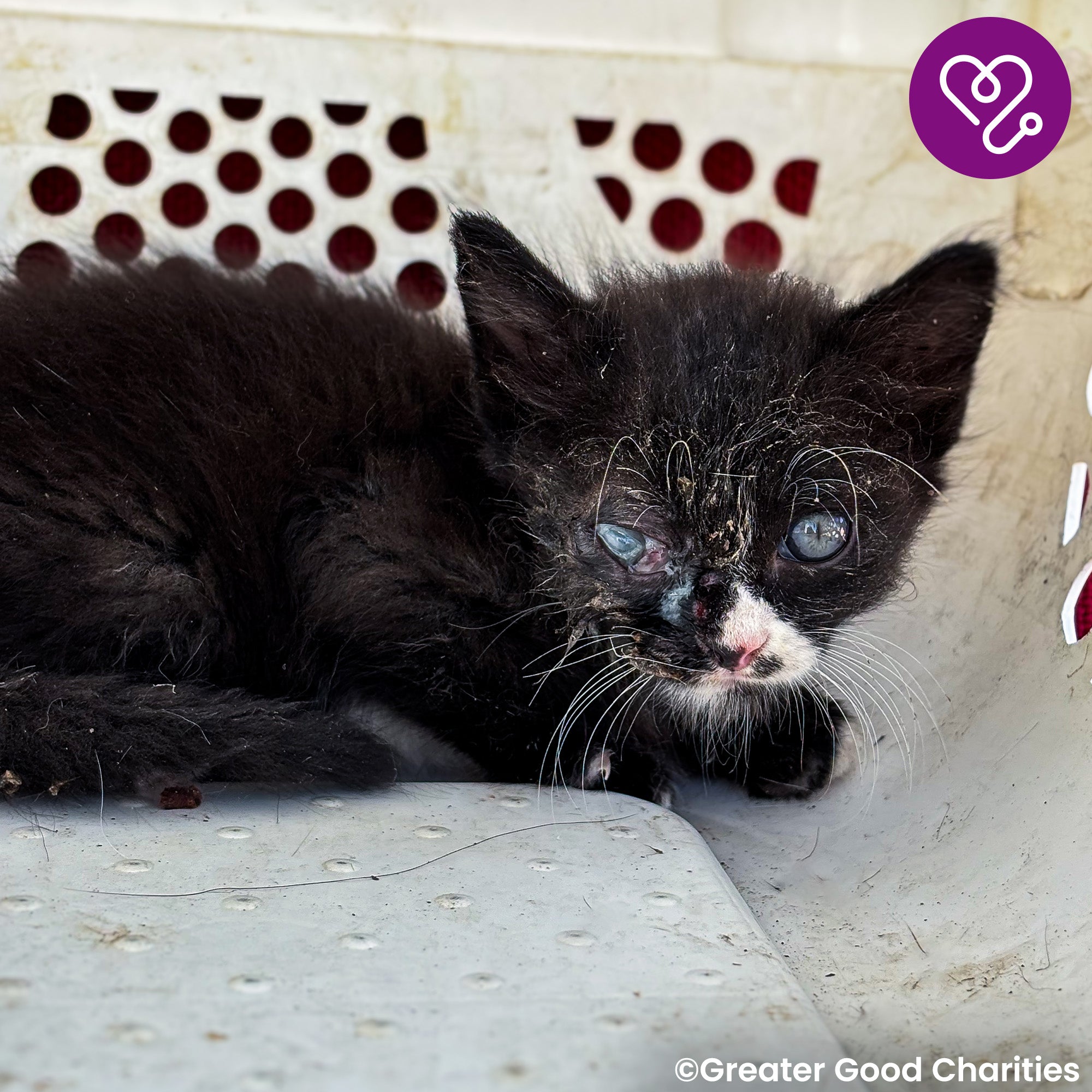 Funded: Save Socks' Sight After Severe Infection、mySite、camillekostekn