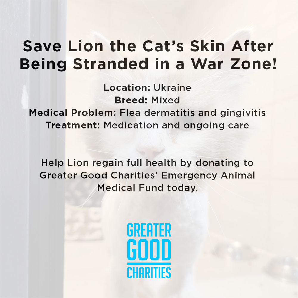 Funded: Help Lion Heal After Being Stranded in a War Zone、mySite、camillekostekn