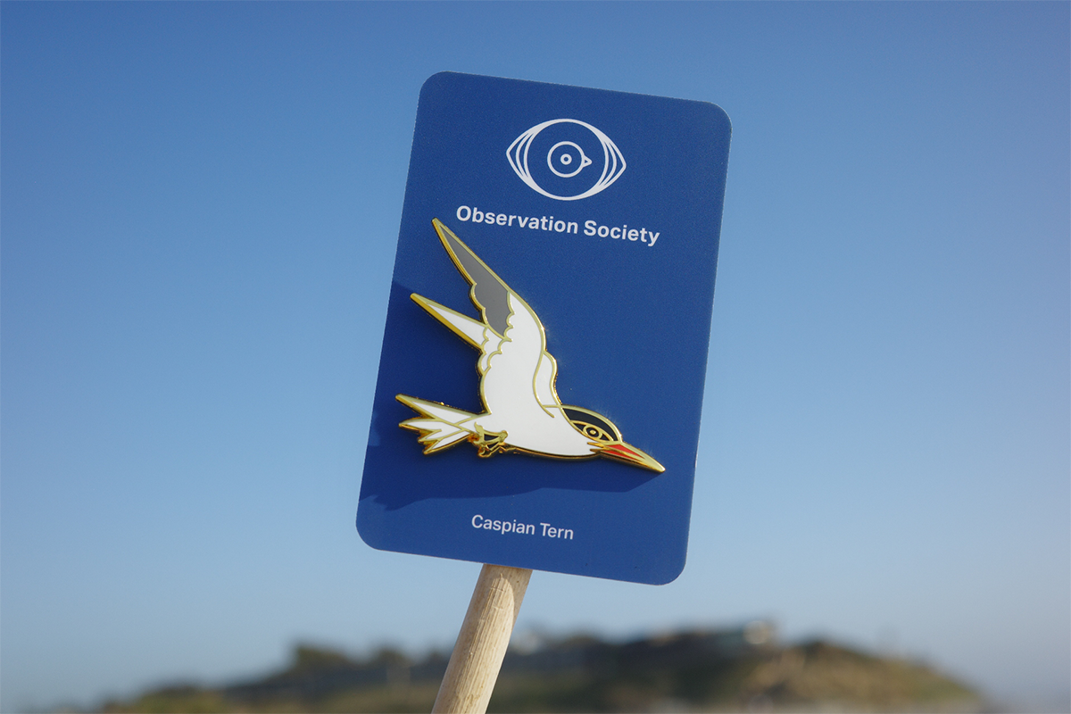 Observation-Caspian Tern-Pin、mySite、garagedoors4me