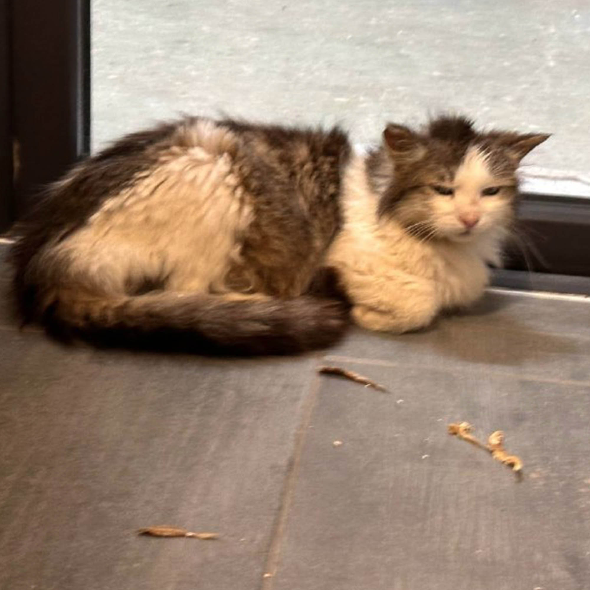 Funded: Michelle And Her Kittens Need You To Beat Severe Illness、mySite、camillekostekn