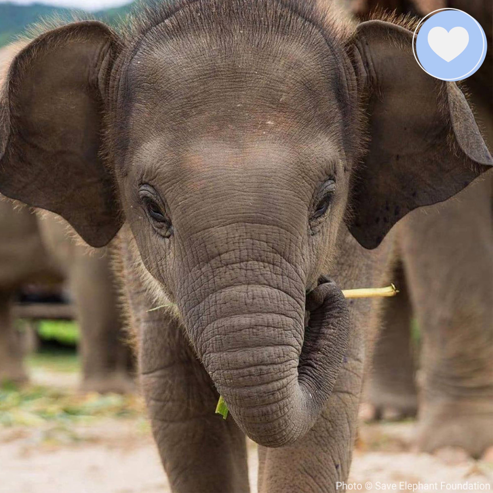 Giving Tuesday: Act Now Before Critically Endangered Species Disappear、mySite、camillekostekn