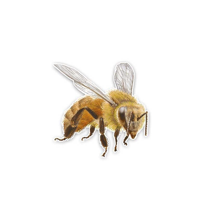 Honey Bee and Bee Happy Stickers for Car or Anywhere!、mySite、g9winljtr