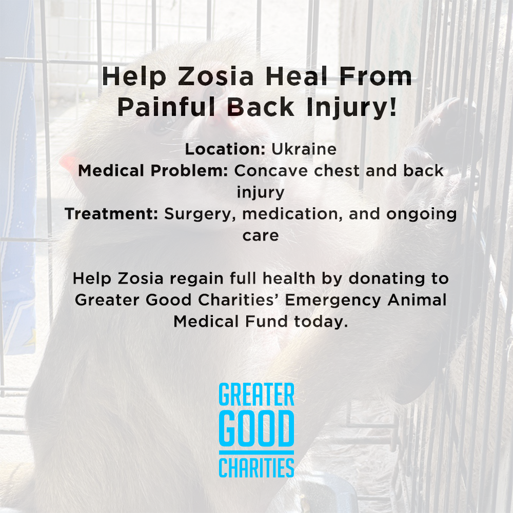 Funded: Help Zosia Heal from a Life of Neglect、mySite、camillekostekn