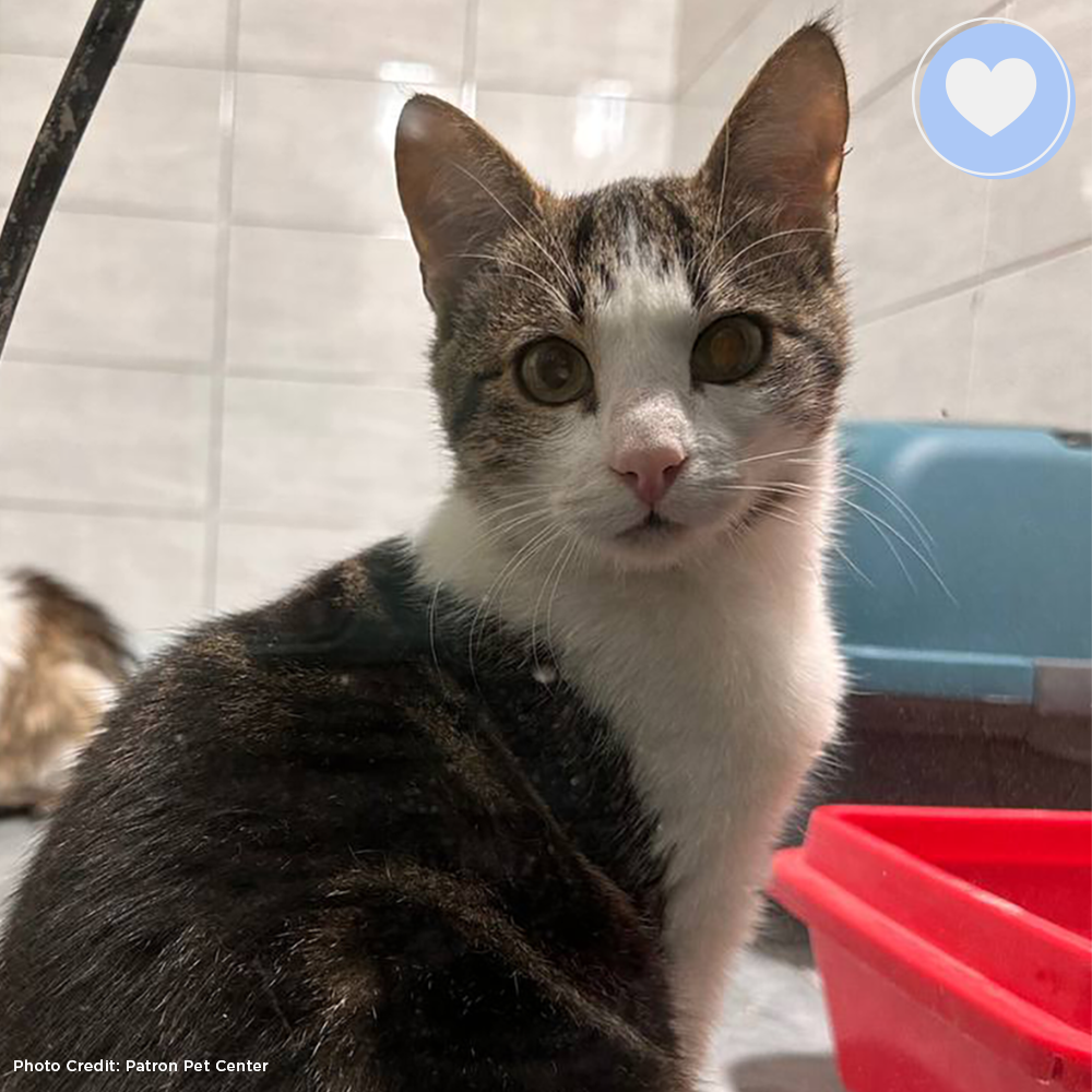 Funded: Save Python’s Paw from Bullet Wound、mySite、camillekostekn