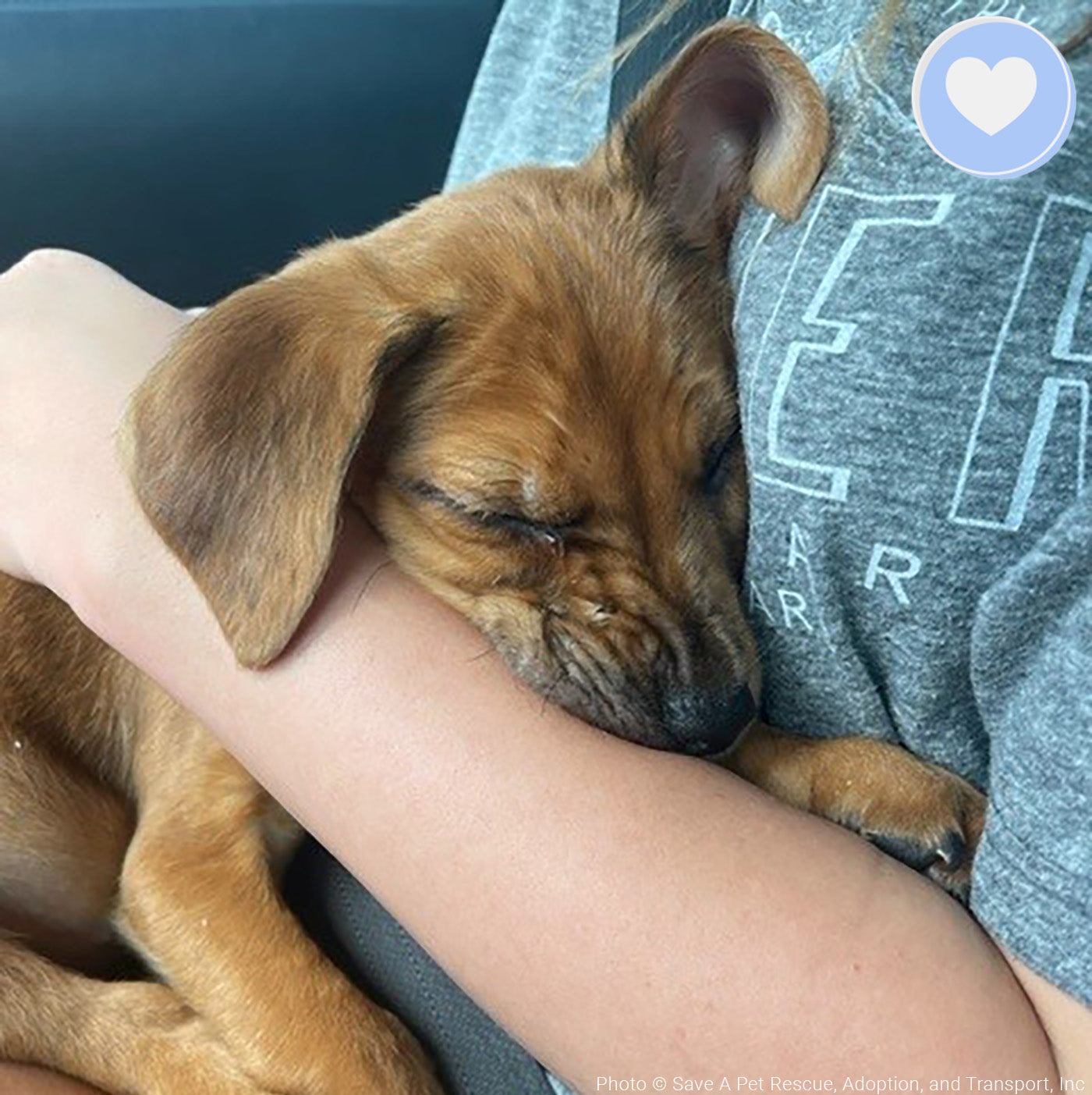 Funded - Give Chance A Chance: Fund Emergency Blood Transfusion、mySite、camillekostekn