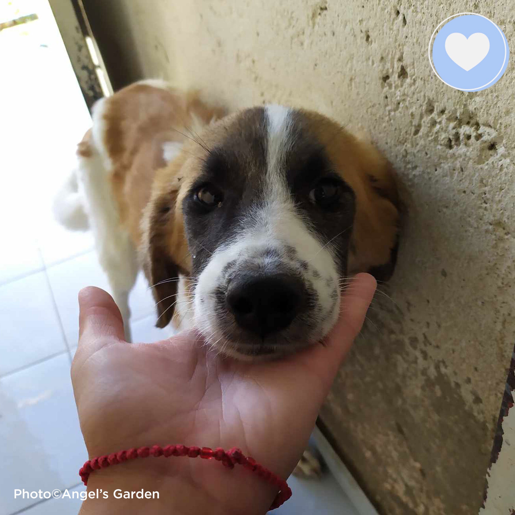 Funded: Persephone Deserves A Shot At A Good Life、mySite、camillekostekn