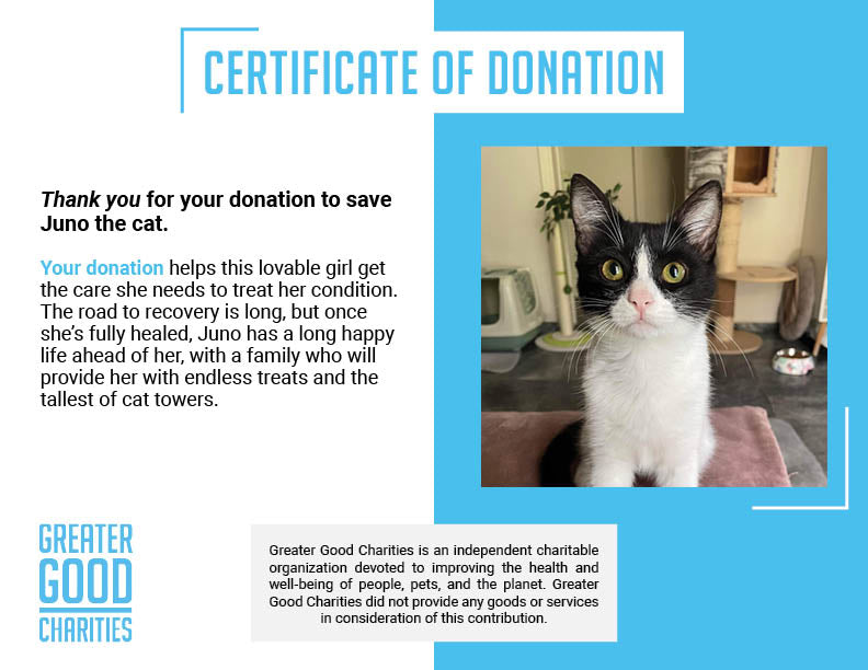 Funded: Help Juno Recover After Life-Threatening Hernia、mySite、camillekostekn