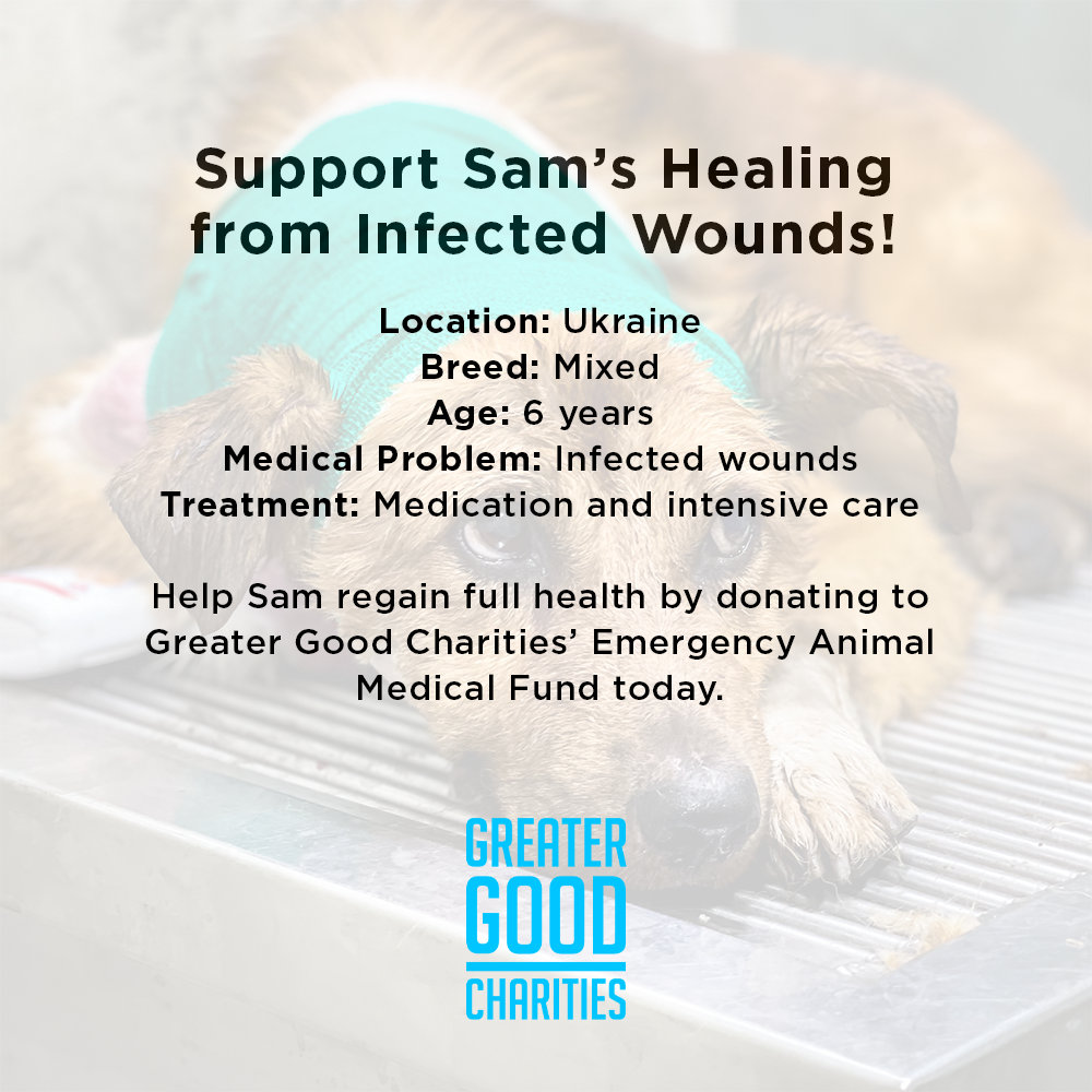 Funded: Support Sam��s Healing from Infected Wounds、mySite、camillekostekn