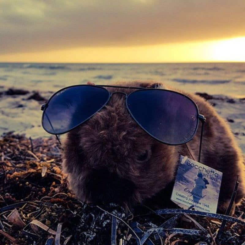 Plush Lifelike Australian Wombat Size 31cm/12、mySite、g9winljtr