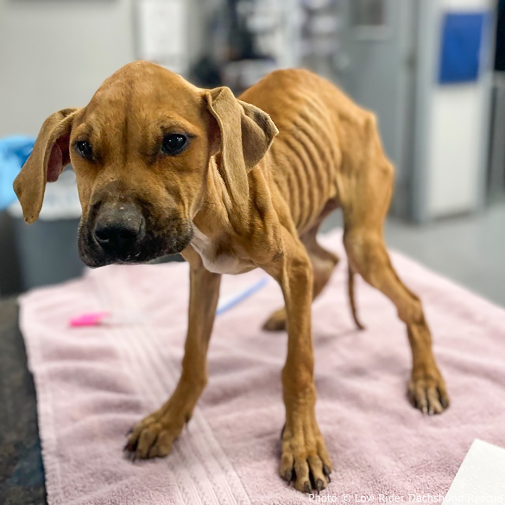 National Feed a Rescue Pet Week - Provide 3 Million Meals for Pets in Need、mySite、camillekostekn