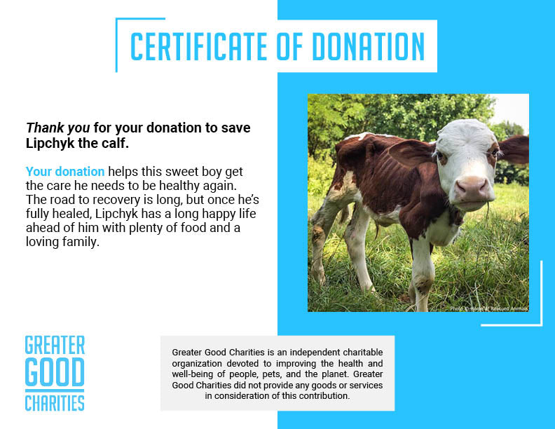 Support Lipchyk the Calf��s Recovery、mySite、camillekostekn