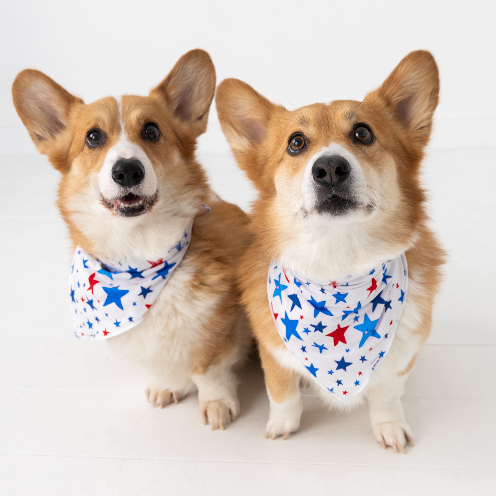  Bright Stars Pet Bandana、mySite、layawaytickets