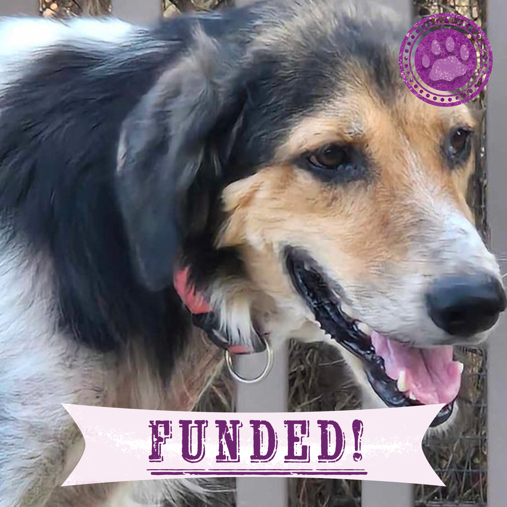 Funded: Heartworm-Positive Dog Found Starving At Dump Needs Us To Survive、mySite、camillekostekn