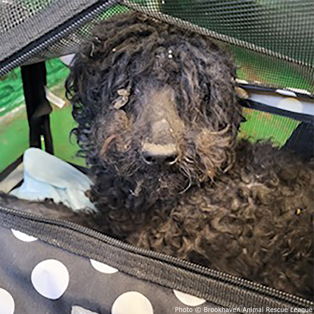 Funded: Help Fearless Flint Regain His Strength After Malnourishment、mySite、camillekostekn