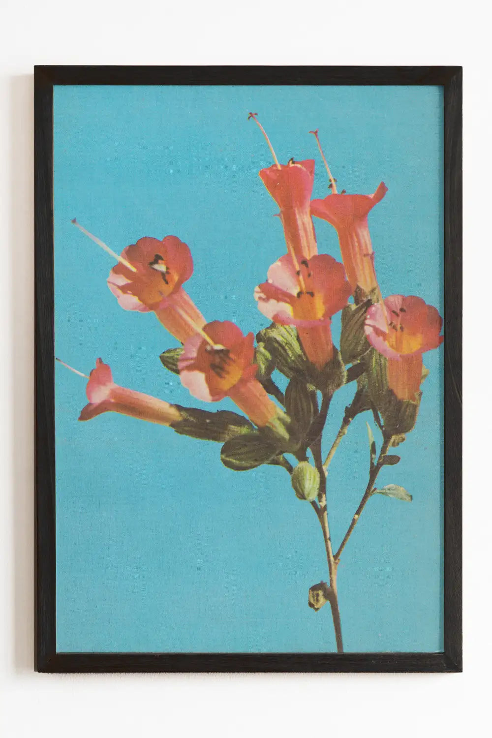 Kantuta Flower Pink Blossoms Teal Sky Fine Art Print、mySite、gigharbornorthrealestate