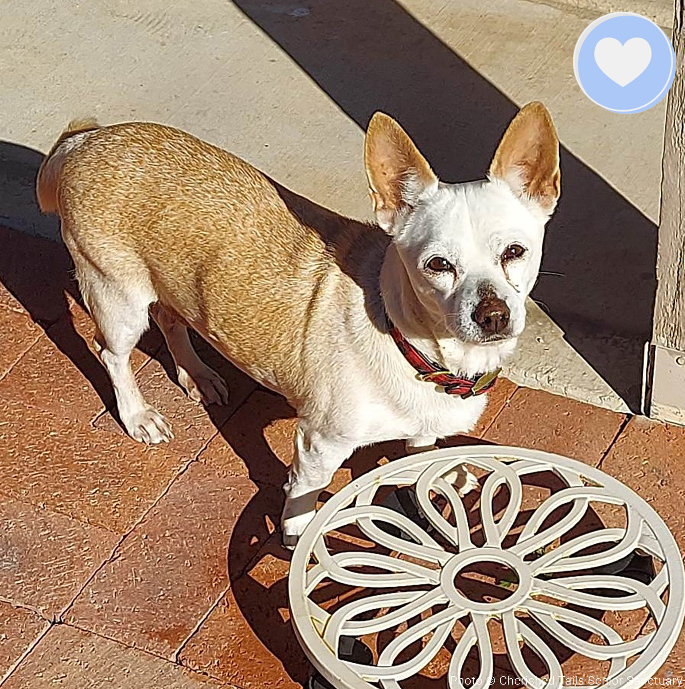 Funded - Help Lacey Live Cancer-Free、mySite、camillekostekn