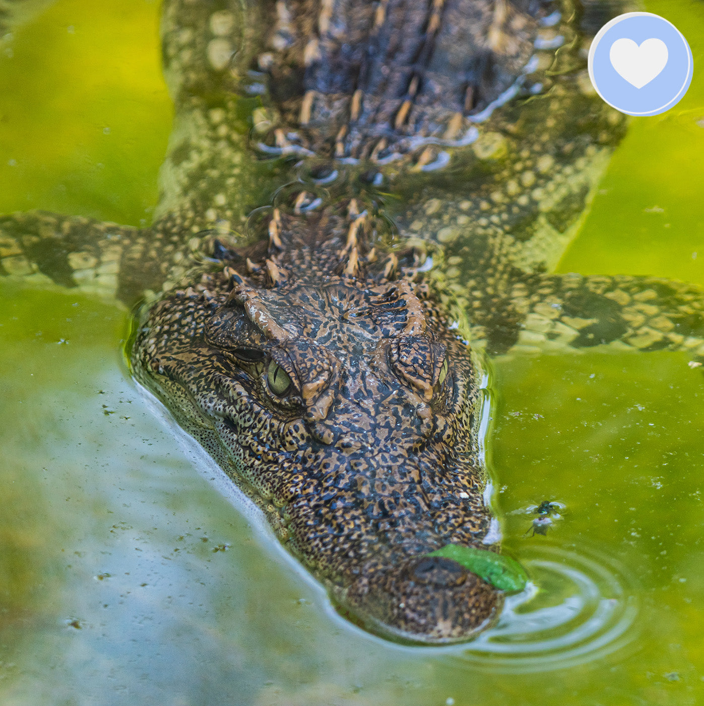 Project Peril: Help Save the Siamese Crocodile、mySite、camillekostekn