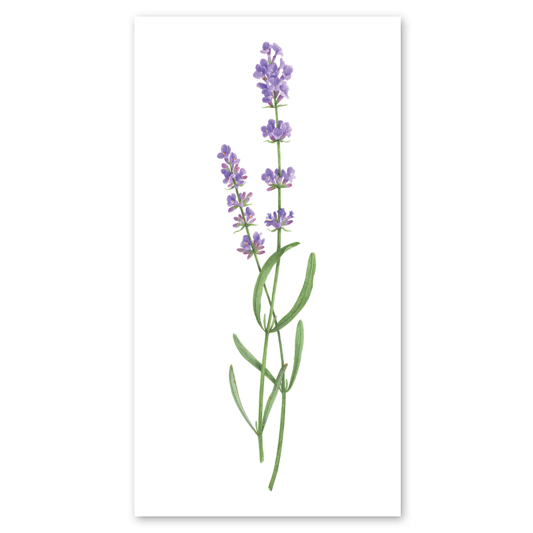  Lavender Tattly Temporary Tattoos、mySite、ghnorth