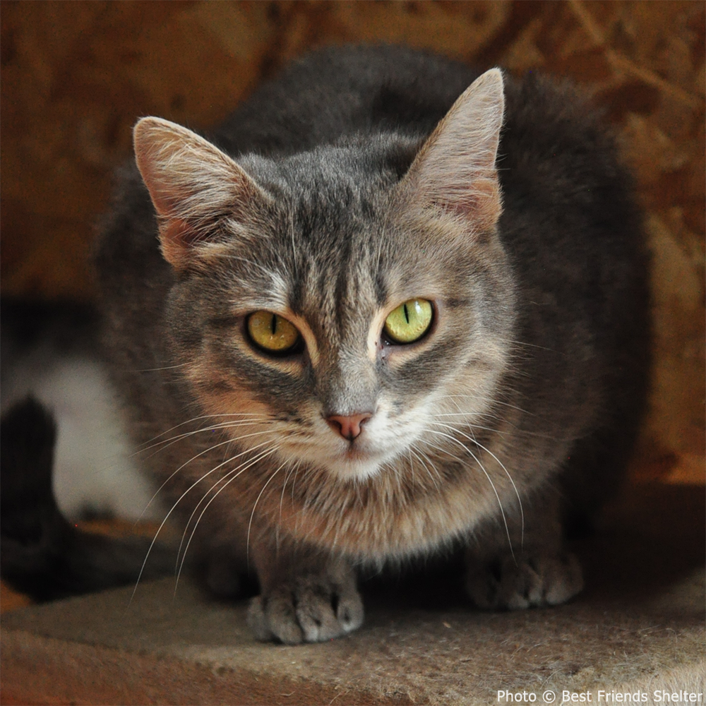 Struck By Missiles Twice - Animal Shelter Desperately Needs Support、mySite、camillekostekn