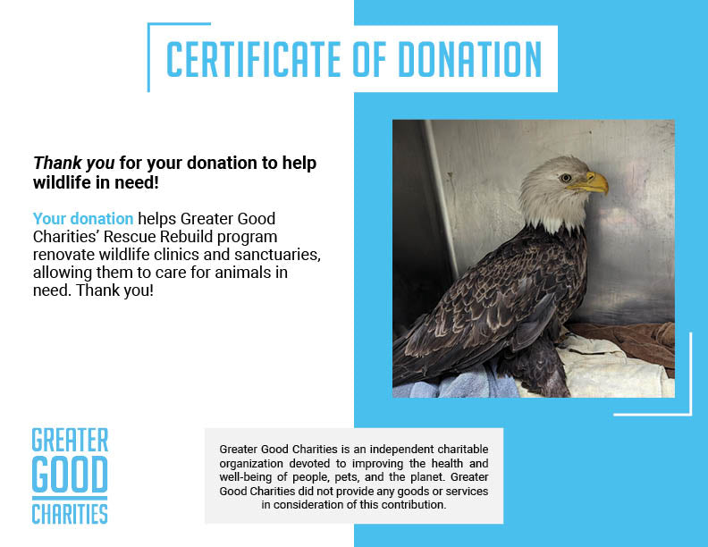 Help Bring Bald Eagle Back From Brink of Death、mySite、camillekostekn