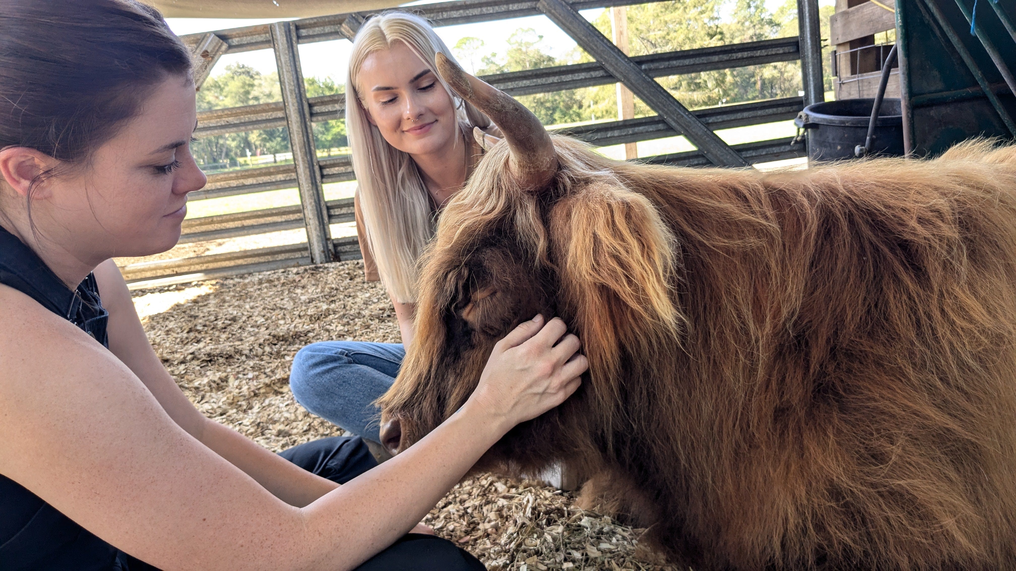 Cow Cuddle EXPERIENCES Gift Certificate-Great Gift Idea!、mySite、g9winljtr