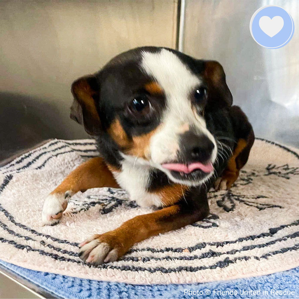 Funded: Help Heal Hailey's Broken Leg、mySite、camillekostekn