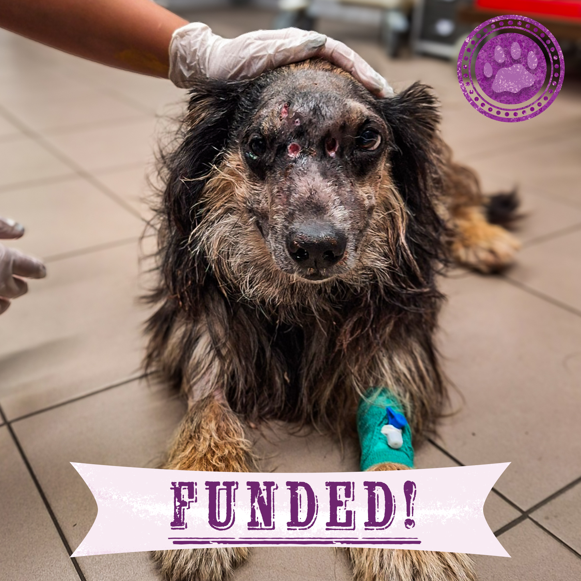 Funded: Help Mark Beat Disease、mySite、camillekostekn