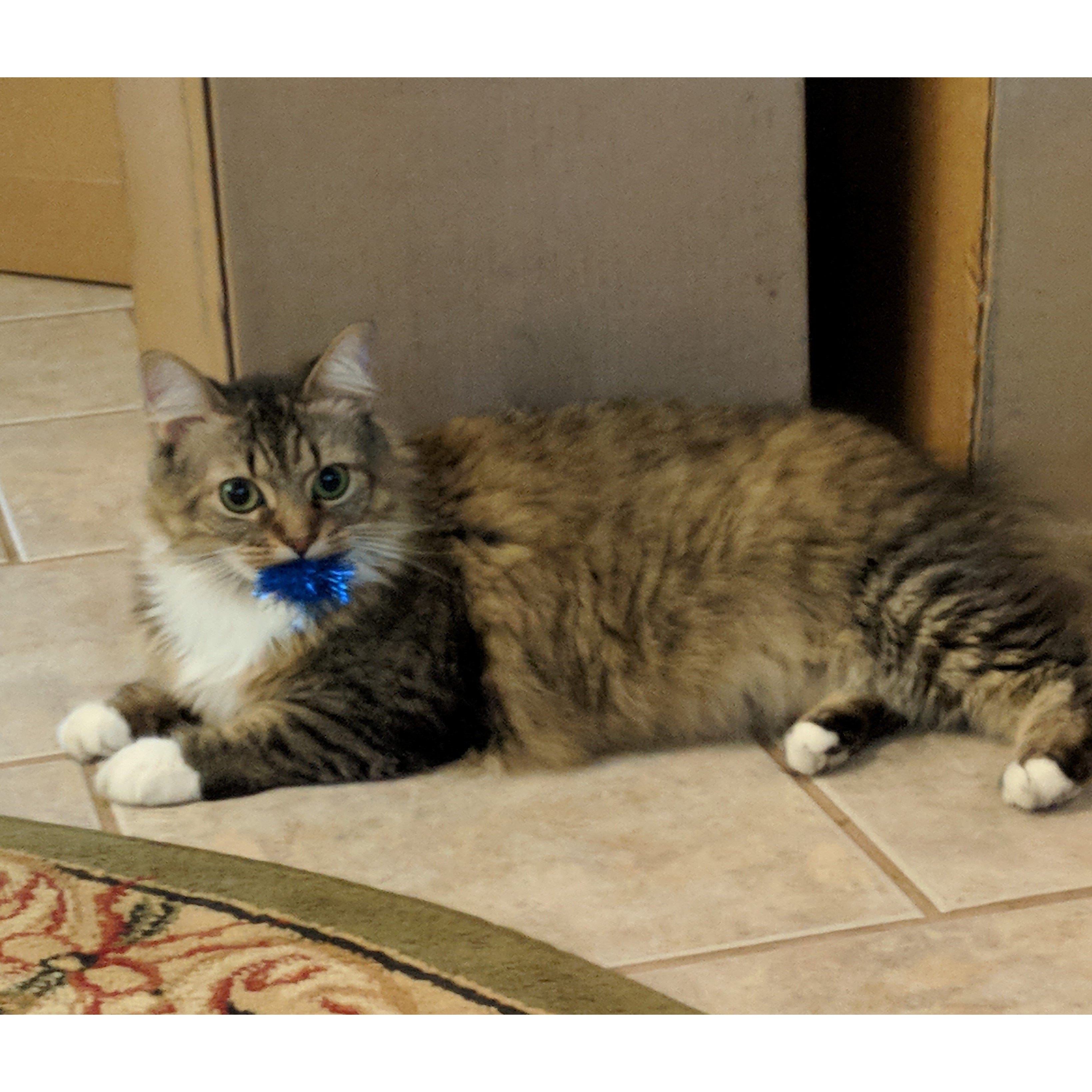 Cat Toy-Sparkle Balls our cat's FAVORITE! $ .95 EACH、mySite、g9winljtr