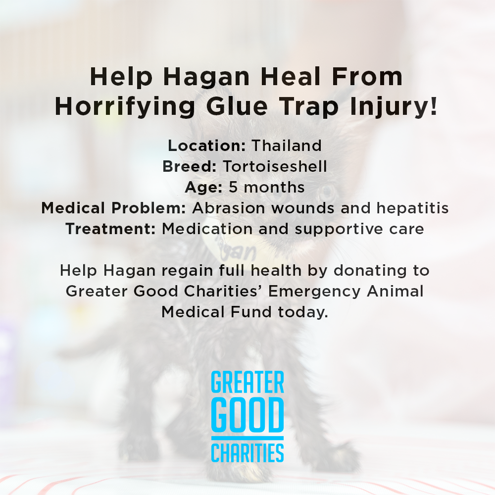 Funded: Help Hagan Heal From Horrifying Glue Trap Injury、mySite、camillekostekn