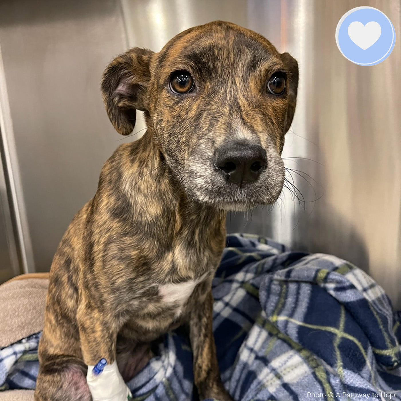 Funded - Help Baylie Recover From a Hit and Run、mySite、camillekostekn